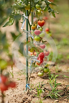Ripening tomatoes in the greenhouse