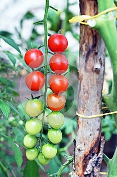 Ripening tomatoes in a greenhouse. Home gardening, organic production, rich harvest
