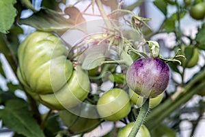 ripening tomatoes grow in a greenhouse. Focus on the tomato