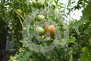 ripening tomatoes hanging between the leaves on twigs in the greenhouse
