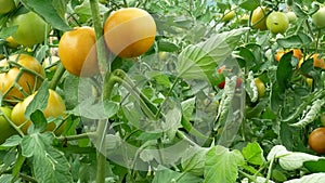 Ripening Tomatoes Horizontal Panorama