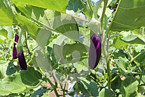 Ripening vegetables in the garden on the bushes. Purple eggplant fruits on plant with big green leaves. Healthy vegetables.