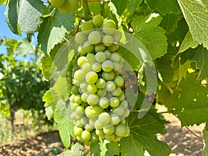 Ripening Vitis vinifera grapes on the field