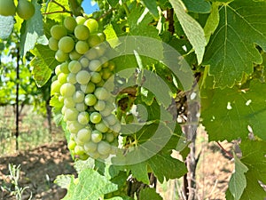 Ripening Vitis vinifera grapes on the field