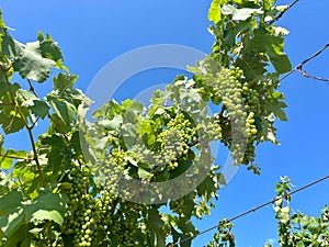 Ripening Vitis vinifera grapes on the field