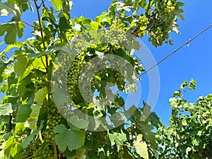 Ripening Vitis vinifera grapes on the field