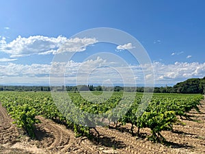 Ripening Vitis vinifera grapes on the field