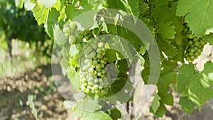 Ripening Vitis vinifera grapes on the field