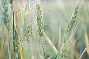 Ripening wheat close up