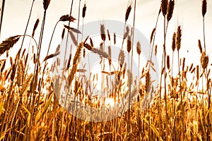 Ripening wheat ears on sunset background. Beautiful rural scenery. Silence, peace, simplicity concept. Solitude with