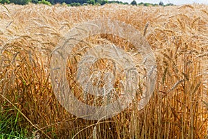 Ripening wheat on the field close-up