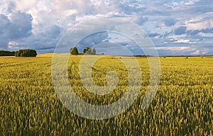 Ripening wheat in a field in a cloudy summer day