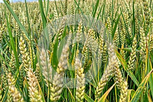 Ripening wheat in summer