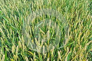 Ripening wheat in summer