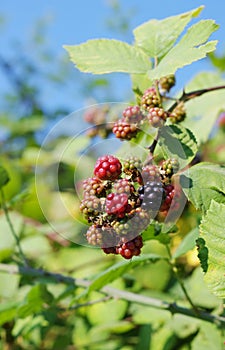 Ripening wild blackberry on a branch