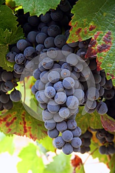 Ripening Wine Grapes