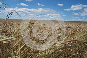 Ripening yellow barley ears on field at summer time. Golden barley Hordeum vulgare spikelets with blue cloudy sky background. Ri