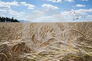 Ripening yellow barley ears on field at summer time. Golden barley Hordeum vulgare spikelets with blue cloudy sky background. Ri