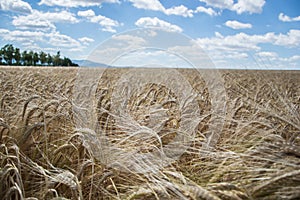 Ripening yellow barley ears on field at summer time. Golden barley Hordeum vulgare spikelets with blue cloudy sky background. Ri