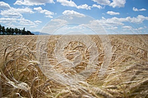 Ripening yellow barley ears on field at summer time. Golden barley Hordeum vulgare spikelets with blue cloudy sky background. Ri