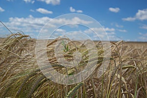 Ripening yellow barley ears on field at summer time. Golden barley Hordeum vulgare spikelets with blue cloudy sky background. Ri