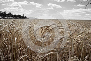 Ripening yellow barley ears on field at summer time. Golden barley Hordeum vulgare spikelets with blue cloudy sky background. Ri