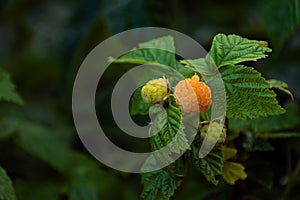 Ripening yellow raspberries on the vine