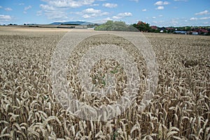 Ripening yellow wheat ears on field at summer time. Golden wheats Triticum spikelets with blue cloudy sky background