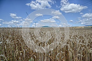 Ripening yellow wheat ears on field at summer time. Golden wheats Triticum spikelets with blue cloudy sky background