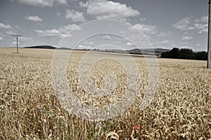 Ripening yellow wheat ears on field at summer time. Golden wheats Triticum spikelets with blue cloudy sky background