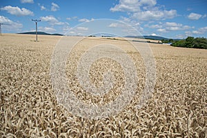 Ripening yellow wheat ears on field at summer time. Golden wheats Triticum spikelets with blue cloudy sky background