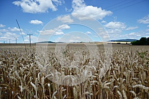 Ripening yellow wheat ears on field at summer time. Golden wheats Triticum spikelets with blue cloudy sky background