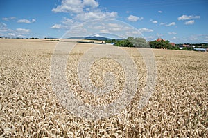 Ripening yellow wheat ears on field at summer time. Golden wheats Triticum spikelets with blue cloudy sky background