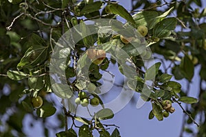 Ripening Ziziphus spina-christi Fruits among leaves close-up. Israel