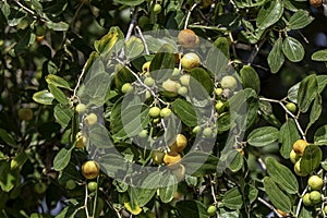 Ripening Ziziphus spina-christi Fruits among leaves close-up. Israel