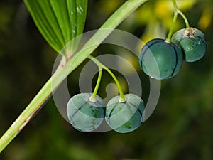 Riping berries of polygonatum odoratum, angular Solomon`s seal, macro, selective focus