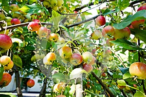 Riping crabapple fruits on a tree branch
