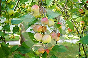 Riping crabapple fruits on a tree branch