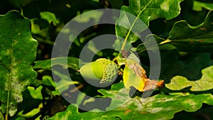 Riping green acorn and leaves on oak, quercus, close-up, selective focus, shallow DOF