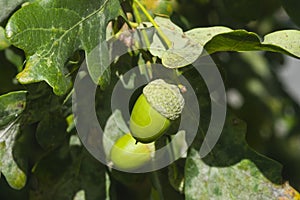 Riping green acorn and leaves on oak, quercus, close-up, selective focus, shallow DOF