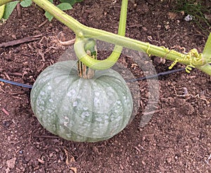 Riping winter sweet squash on vine