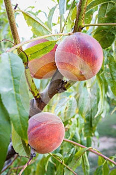 Ripley peach fruits in the garden in summer