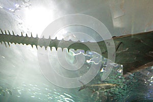 ripleys aquarium toronto long tooth sawfish in tank aquarium with mouth shot 44 ph