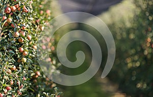 Rippe apples in the orchard