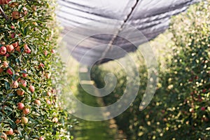 Rippe apples in the orchard