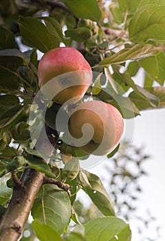 Rippe apples in the orchard