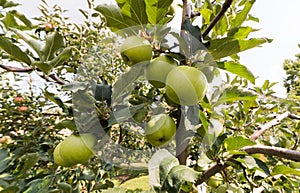 Rippe green apples in the orchard