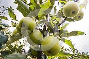 Rippe green apples in the orchard
