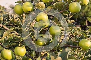 Rippe green apples in the orchard