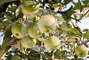 Rippe green apples in the orchard